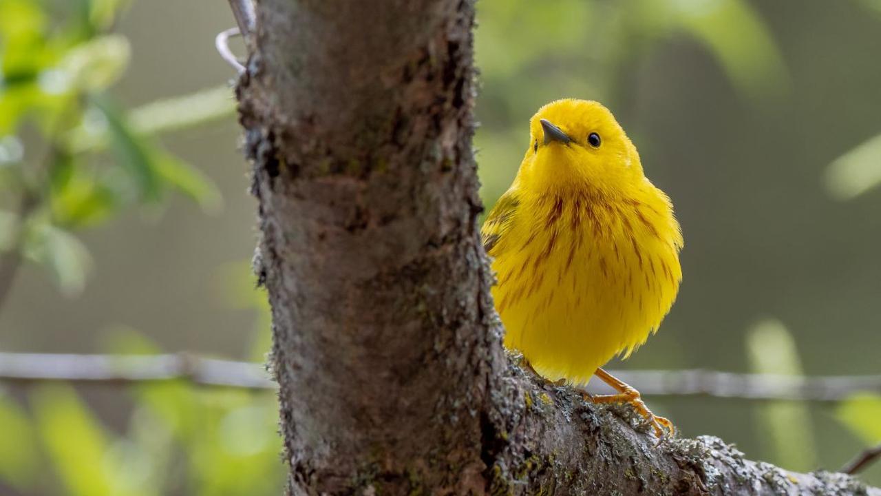 Paham Seluk-beluk Burung Kenari