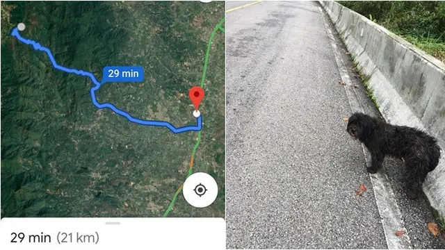 Bikin Haru, Anjing Ini Setia Tunggu Majikan di Tempat Ia Ditinggal