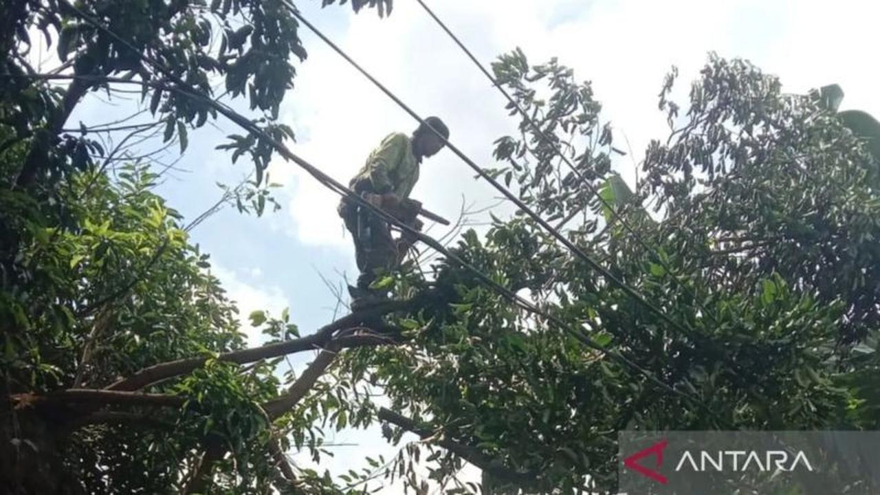 Sudin Tamhut Jaktim Perkuat Pencegahan Pohon Tumbang Hadapi Cuaca Ekstrem 2026