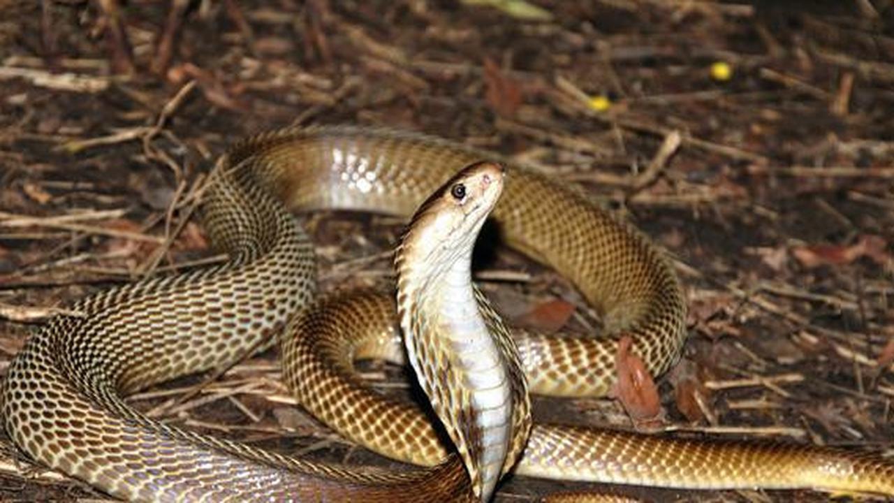 Kenali 8 Jenis Ular yang Kerap Mencari Tempat Bertelur di Rumah saat Musim Hujan 2025