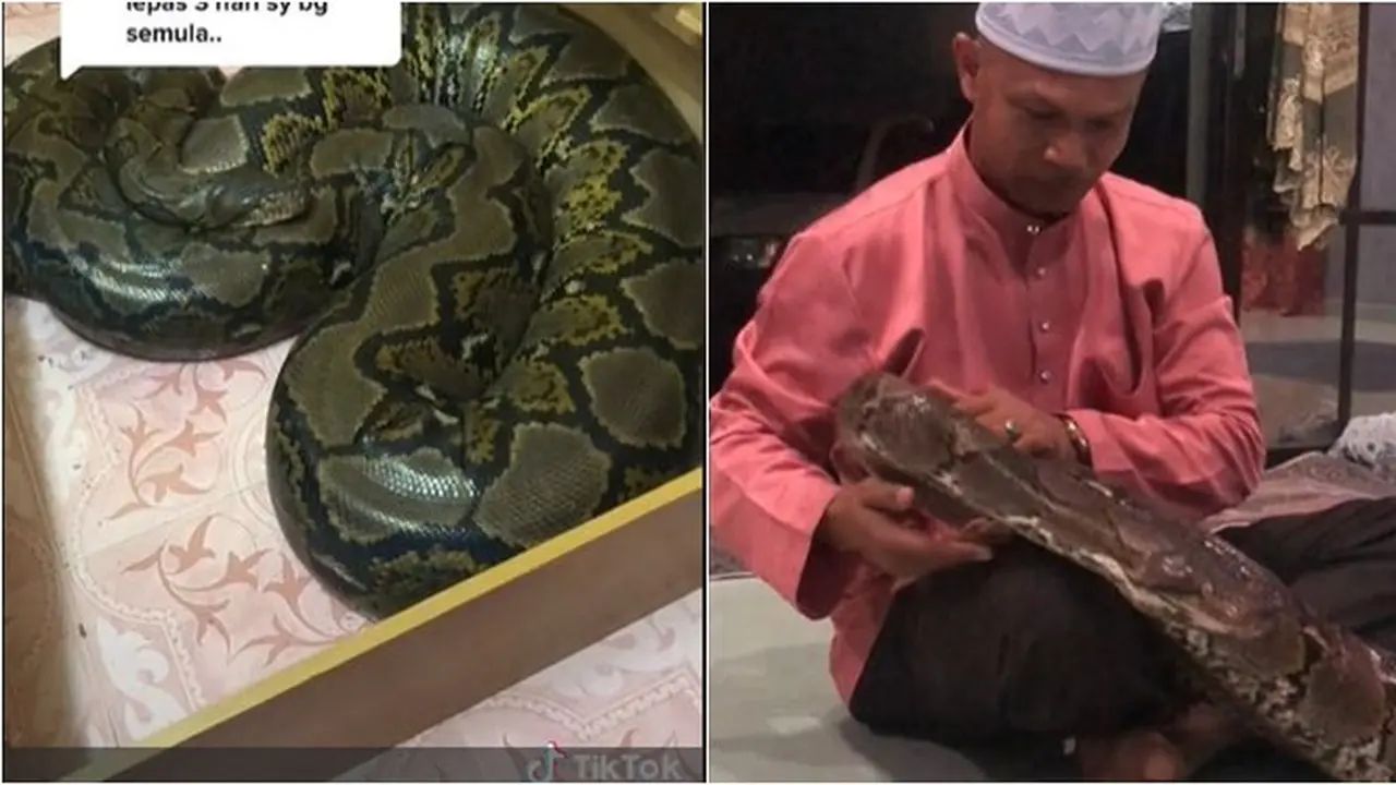 Keluarga Ini Rawat Piton Raksasa Jadi Hewan Peliharaan, Bikin Merinding
