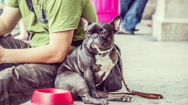 Anxiety Dog (unsplash.com/Michael Schaffler)