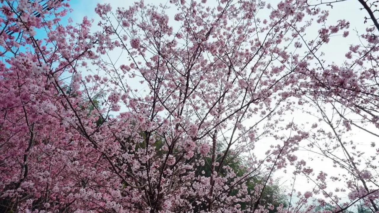 Bagi masyarakat Taiwan, Sakura adalah simbol dari keindahan (Liputan6.com/Teddy Tri Setio Berty