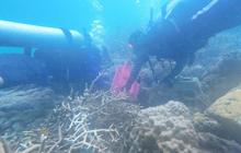 Pemerintah Kepulauan Seribu Gencarkan Transplantasi Terumbu Karang Pulau Pramuka, Jaga Ekosistem Laut Berkelanjutan