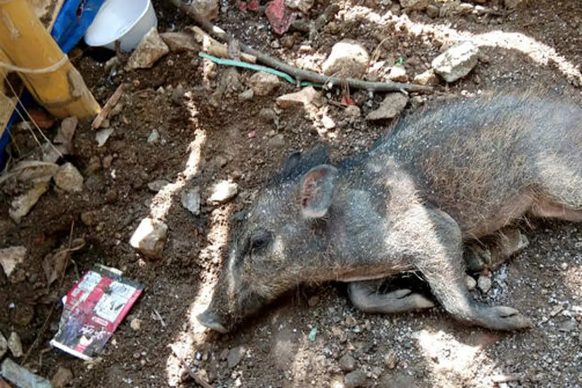Heboh Warga Tangkap Diduga Babi Ngepet Hingga Dipotong, Ini 4 Faktanya