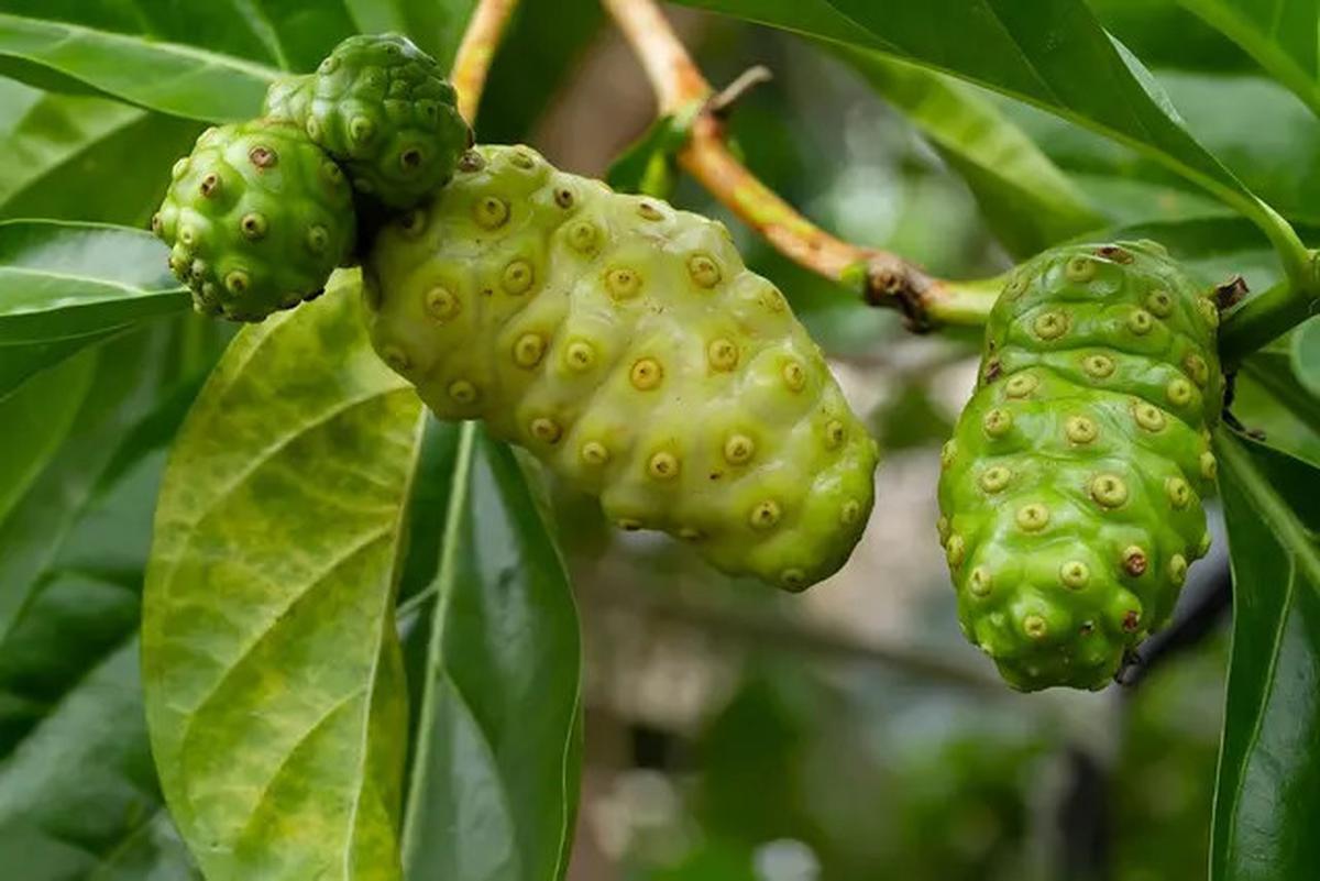 Mengenal Manfaat Buah Mengkudu untuk Menurunkan Kolesterol dan Meningkatkan Kekebalan Tubuh
