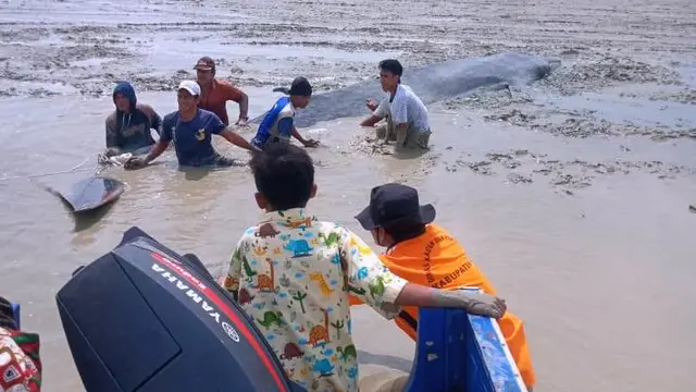Ikan Paus Sepanjang 7 Meter Terdampar di Sungai Ogan Komering Ilir