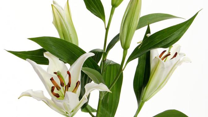 10 Tanaman Hias Beracun Untuk Hewan Peliharaan Salah Satunya Ada Di Rumah Anda Lifestyle Liputan6 Com