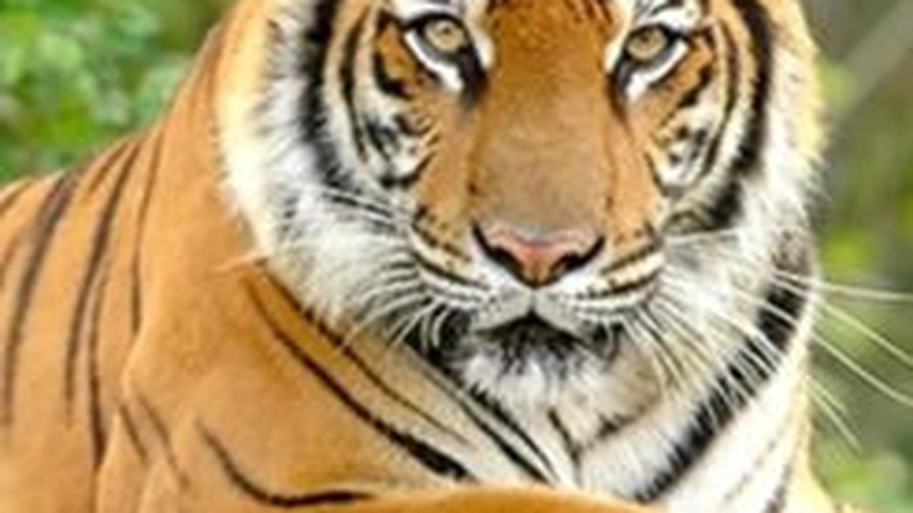 7. Harimau Sumatra (Panthera tigris sumatrae)