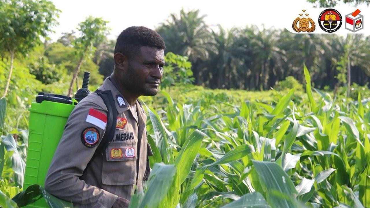 Brigpol Viktor Merani Menanam Berbagai Jenis Tanaman Pangan di Papua