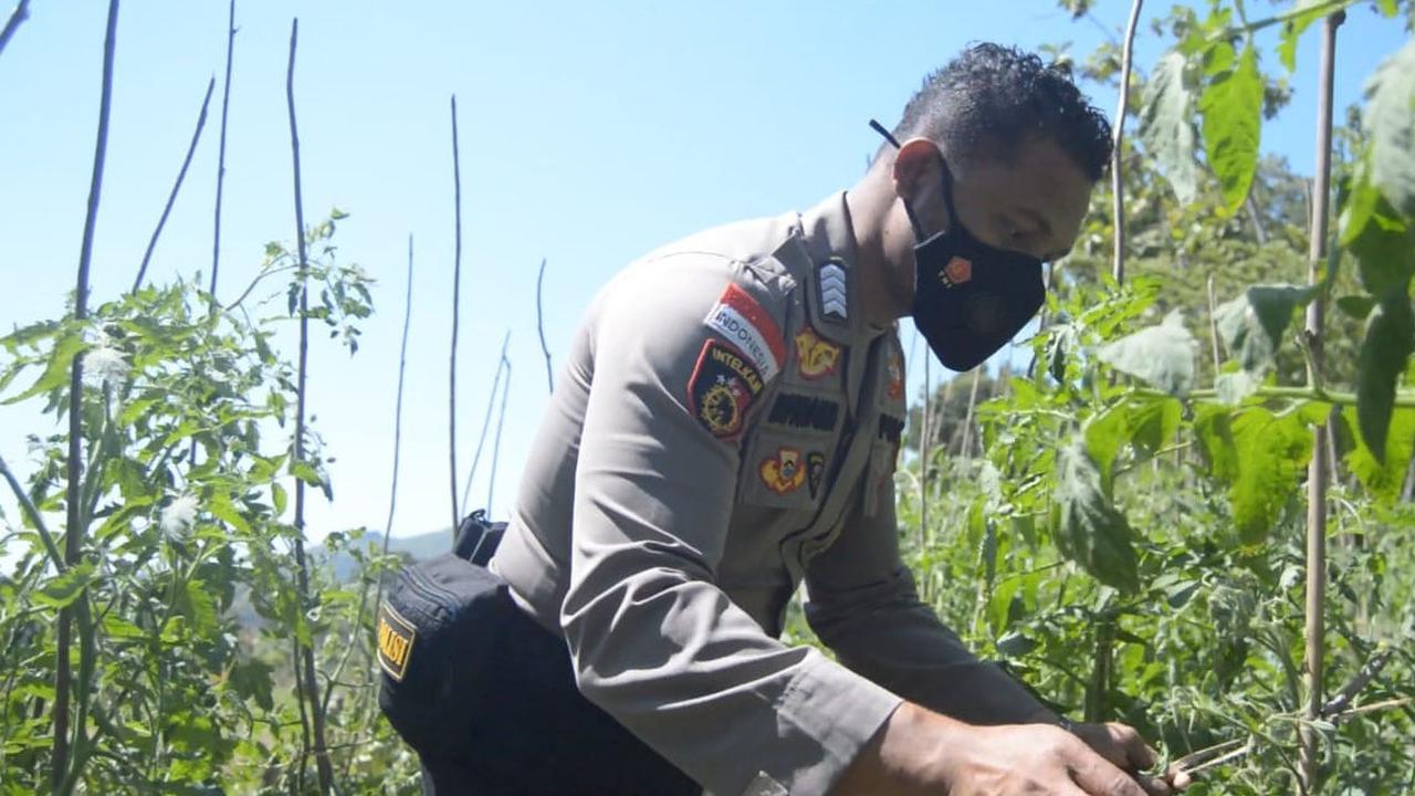 Cerita Polisi di Perbatasan Timor Leste Selamatkan Bibit Tomat Raksasa hingga Dapat Pin Emas Kapolri