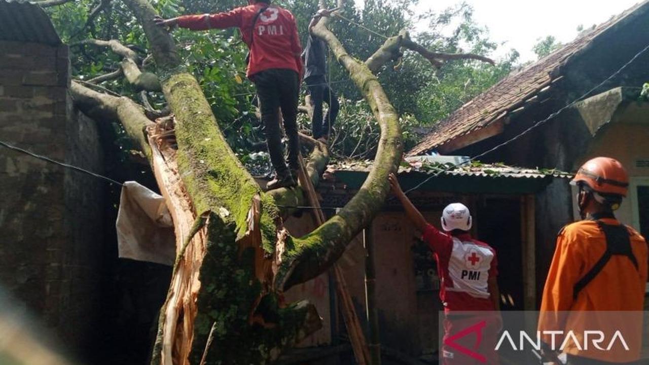 Tahukah Anda? PMI Cianjur Terjunkan Relawan Lengkap Tangani Dampak Puting Beliung di Cibeber
