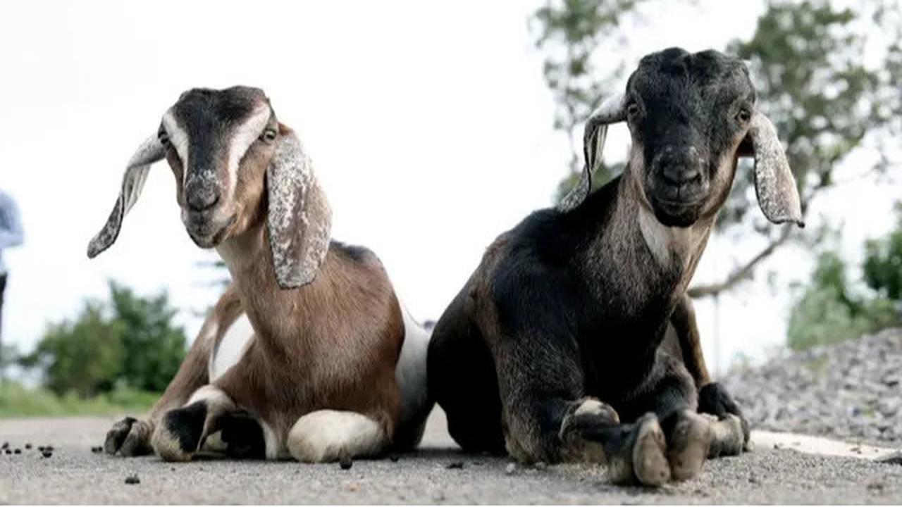Kisah Malaikat Minta Kambing ke Nabi Ibrahim di Hari Raya Idul Adha, Diceritakan Gus Baha