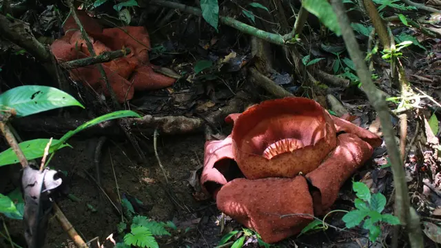Salah sauta flora di Hutan Sungai Kerapu