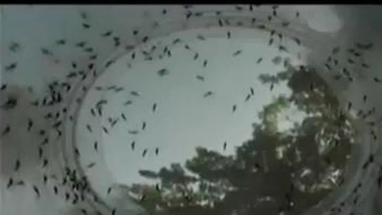 Waspada Virus Zika 
