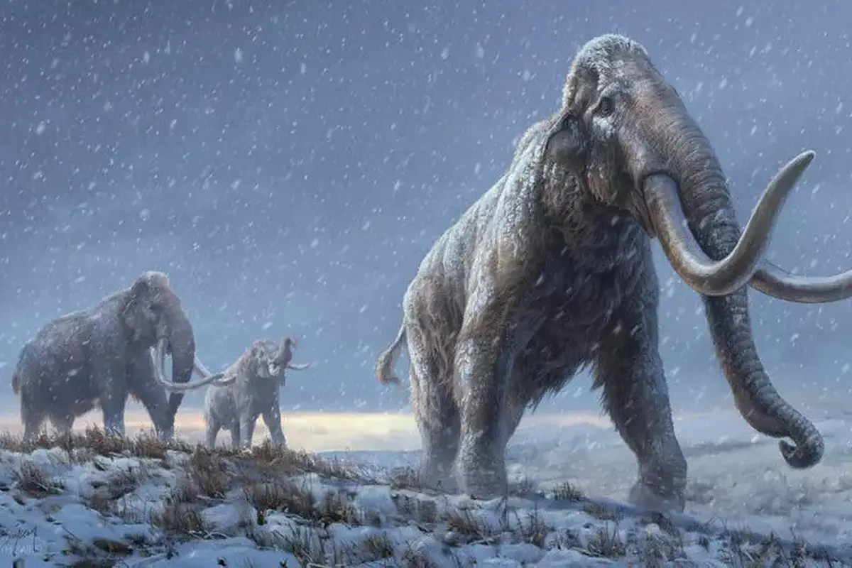 Gajah purba. (Photo credit: Beth Zaiken/Centre for Palaeogenetics/AFP)
