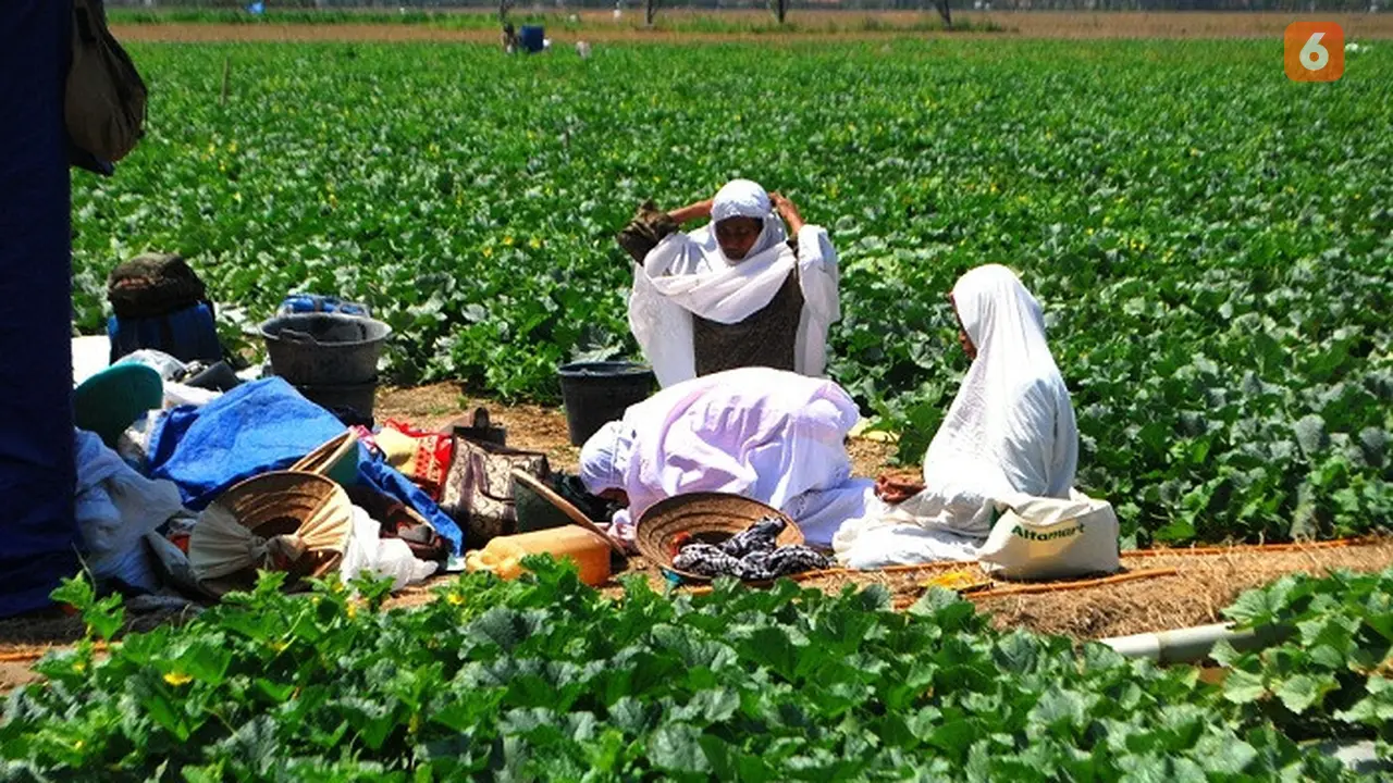 Mereka Salat di Tengah Kepungan Ulat Melon