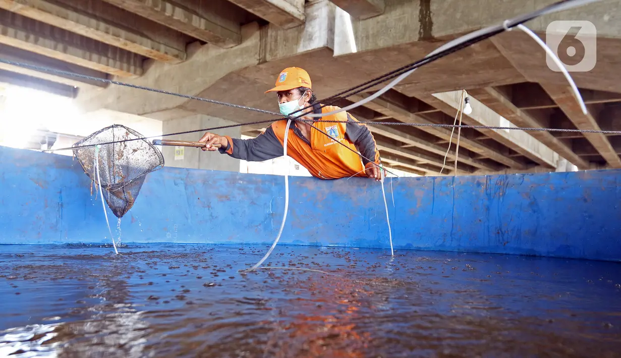 Petugas membersihkan kolam lele di Kolong Tol Becakayu, Kalimalang, Jakarta Timur, Selasa (2/2/2021). Sejumlah Petugas Prasarana dan Sarana Umum (PPSU) bersama warga memanfaatkan lahan kosong di Kolong Tol Becakayu untuk dijadikan lokasi budidaya lele. (Liputan6.com/Herman Zakharia)