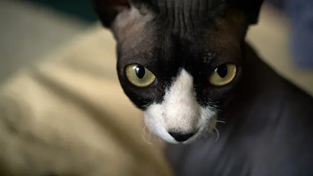 Mencegah Solar Dermatitis pada Kucing Indoor