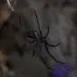 Laba-laba janda hitam atau black widow spider. (Wikimedia/Creative Commons)