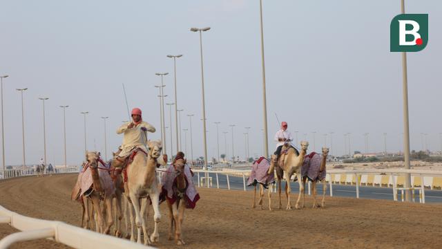 Al-Shahaniya Camel Racetrack
