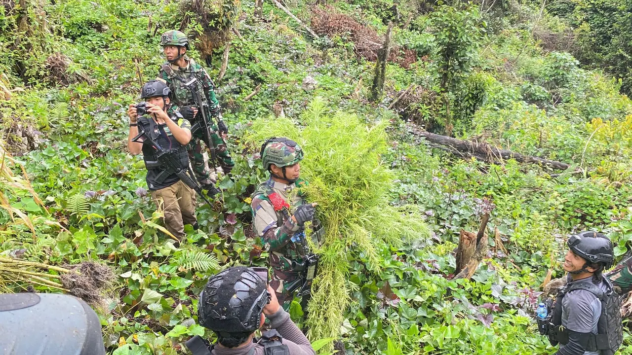TNI mengungkap dua ladang ganja siap panen di Kabupaten Pegunungan Bintang, Provinsi Papua Pegunungan (Istimewa)