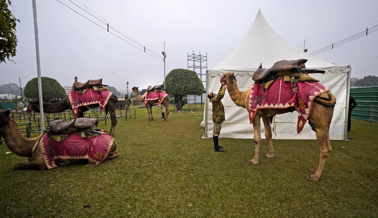 Seorang prajurit pasukan keamanan Perbatasan India mengikat mulut untanya saat mereka bersiap-siap untuk latihan parade Hari Republik mendatang di New Delhi, India (17/1/2022). India akan merayakan Hari Republik pada 26 Januari. (AP Photo/Manish Swarup)