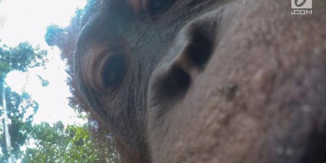 VIDEO: Lucunya Hasil Selfie ala Orangutan Kalimantan