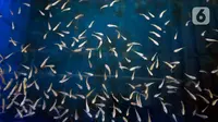 Jalan-Jalan ke SIB, Pasar Ikan Hias yang Baru Dibuka di Surabaya