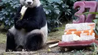 Jika biasanya panda hanya berumur 18-20 tahun, panda bernama Jia-jia bisa berumur 37 tahun. Ini setara usia manusa berumur 111 tahun. (Foto: metro.co.uk)