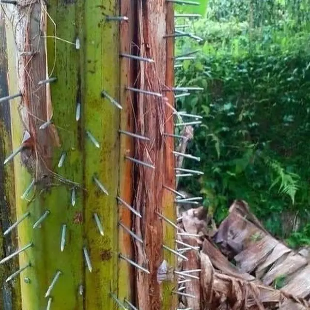 6 Potret Penampakan Nyeleneh di Pohon Pisang Bikin Kaget, Harus Lihat Fokus