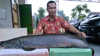 Warga menunjukkan ikan Arapaima yang berhasil ditangkap warga (Times Indonesia/Istimewa)