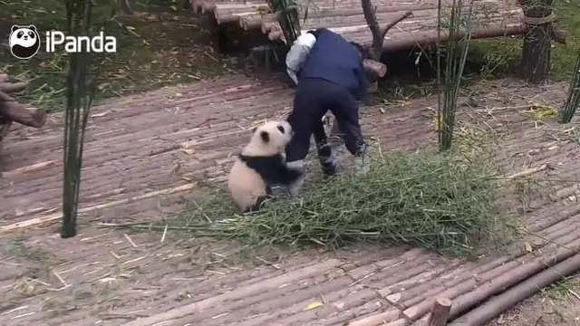 Adegan panda nakal yang terekam dalam video. (SunDaily.com)