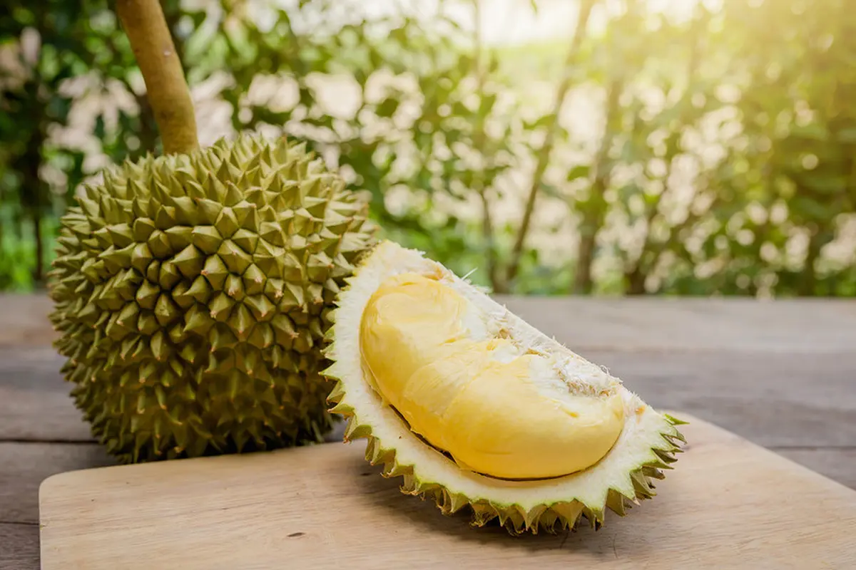 durian-kezo
