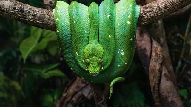 Ular Hijau.