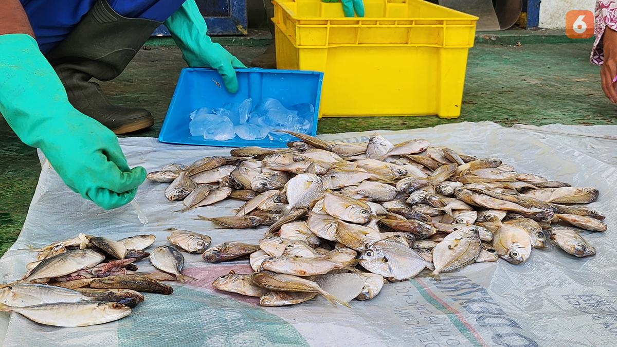 7 Fakta Ikan Petek, Dulu Dipandang Sebelah Mata Kini Jadi Primadona Susu Ikan Berita Viral Hari Ini Jumat 20 September 2024