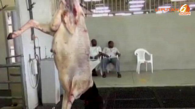 Video Kurban Dari Jemaah Haji Indonesia Terbanyak Di Arab Saudi News Liputan6 Com