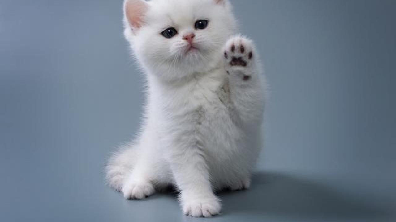 11 Tips Mengusir Anak Kucing Tanpa Menyakiti, Dijamin Nurut dan Enggak Akan Kembali