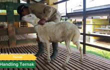 Potret Unik Domba Sapudi Asal Sumenep, Ekornya Melengkung