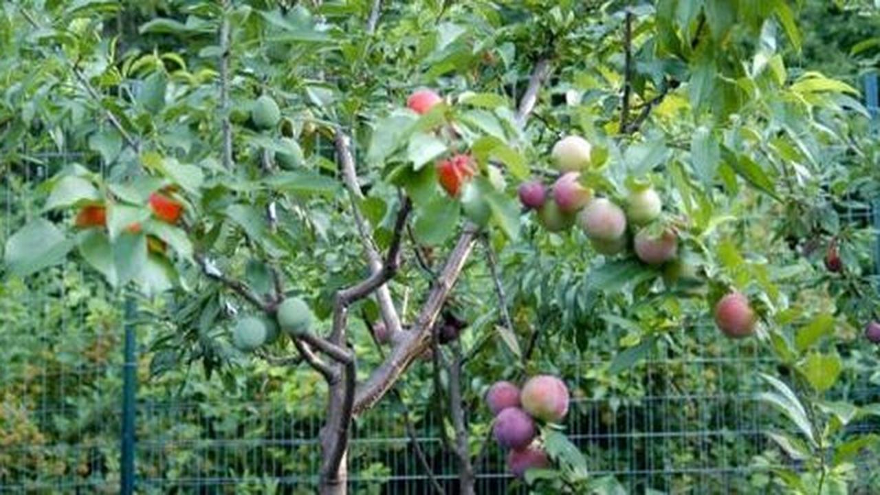 Keren, seniman ini tumbuhkan pohon yang hasilkan 40 macam buah