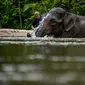 Mahout memandikan gajah Sumatera jantan pada Hari Gajah Sedunia di Conservation Response Unit, Sampoiniet, Kabupaten Aceh Jaya, Provinsi Aceh, Rabu (12/8/2020). Hari Gajah Sedunia diperingati setiap tanggal 12 Agustus. (CHAIDEER MAHYUDDIN/AFP)