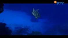 Pantai Taman Kili-Kili yang terjaga dan minim gangguan laksana surga bagi penyu untuk berkembang biak.