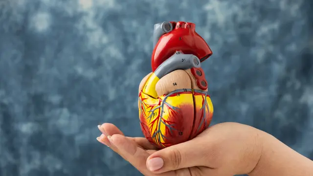 Heart