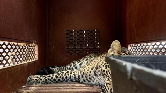 Macan Tutul Nekat Masuk ke Hotel di Bandung