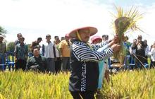 Produksi Padi Madiun 2025 Turun Drastis, BPS Ungkap Penyebab dan Upaya Pemkot