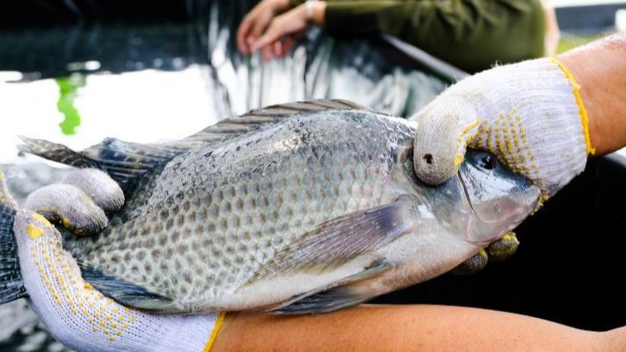 Ikan Jenis Ini Jadi Andalan Menu Masyarakat Selama Ramadan