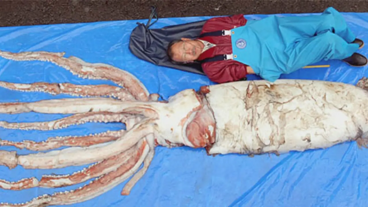 Top 3: Monster Cumi-cumi Raksasa Membuat Penasaran Pembaca