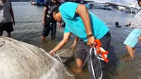 Petugas dari Loka Pengelolaan Sumber Daya Pesisir dan Laut mengukur bangkai ikan Mola-mola yang ditemukan nelayan setempat, Minggu (31/3/2019). (Liputan6.com/ Abdul Karim)