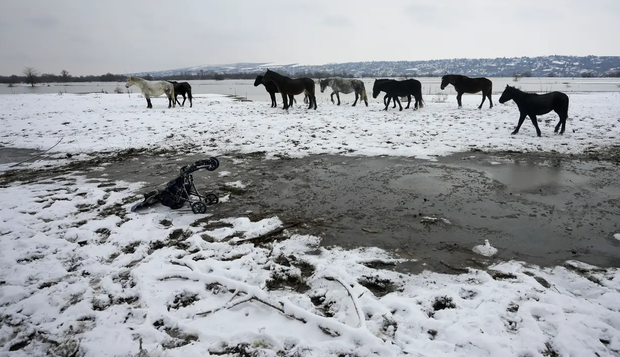 Sungai Danube adalah sungai terbesar di Eropa, yang mengalir melalui sejumlah negara, termasuk Serbia. Pulau Krcedinska Ada terletak sekitar 50 kilometer (30 mil) di sebelah utara ibu kota Beograd. (AP Photo/Darko Vojinovic)