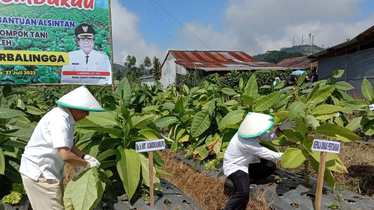 Panen tembakau di Purbalingga, Jawa Tengah. (Foto: Liputan6.com/Kominfo Purbalingga)